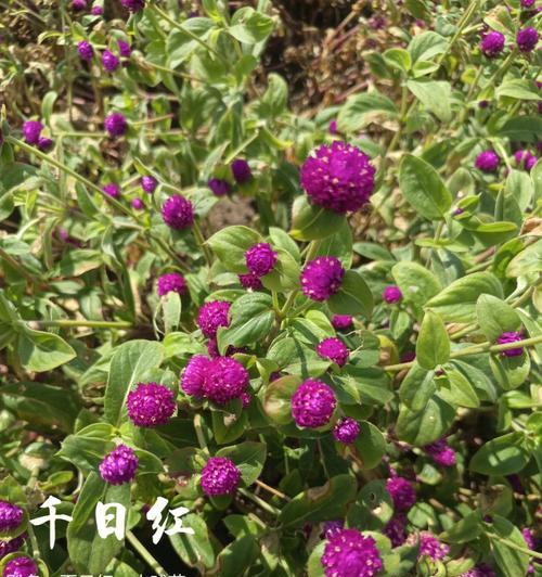 千日红（永恒的花语）