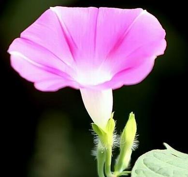 牵牛花的花语与寓意（揭秘牵牛花的含义）