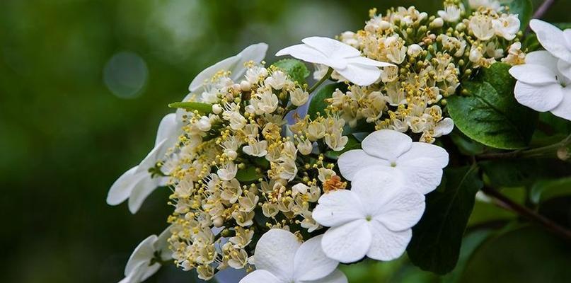 以琼花的花语及寓意（探寻以琼花的神秘之美）