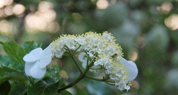 以琼花花语之意义与解读（探索以琼花花语的深刻内涵及应用场景）