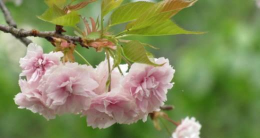 日本樱花的花语与意义（赏樱花）