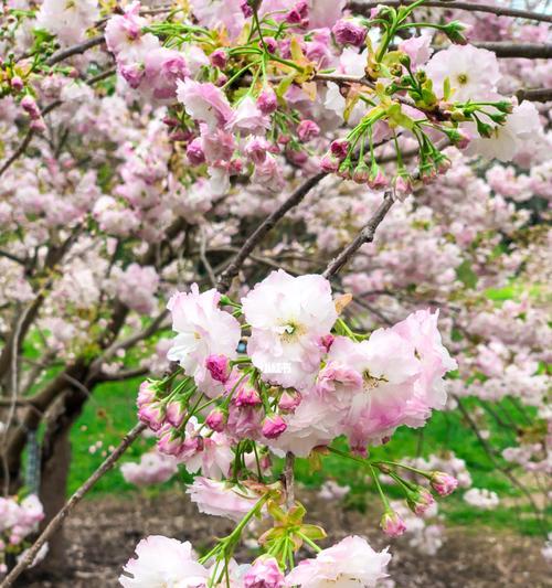 日本樱花的美丽与寓意（樱花盛放的季节）