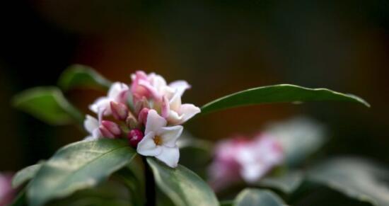 以瑞香花语探寻内心的美丽（以瑞香花为媒）