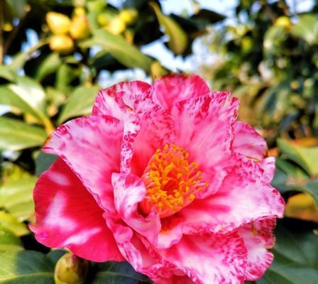 山茶花花语与送花对象解析（解读山茶花的花语）