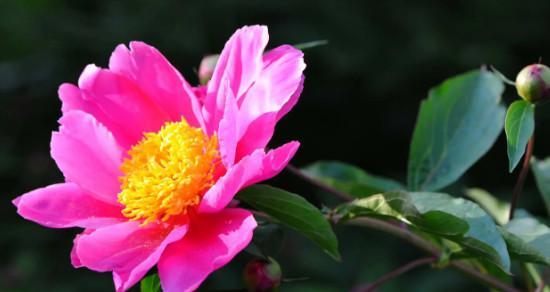 芍药花的花语与象征意义（深情厚意的芍药花花语）