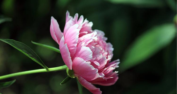 芍药花的花语及其寓意（深情绵绵）