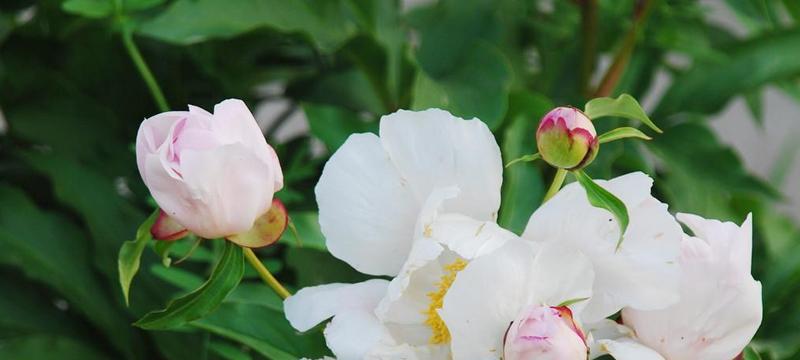 芍药花的花语及其寓意（深情绵绵）