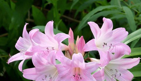 圣诞百合（花开圣诞）