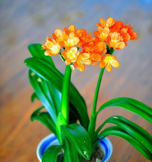 十大寓意吉利的花，带来好运和幸福（欣赏这些花卉的美丽与吉祥之意）