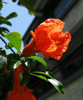 石榴花的花语与意义（揭开石榴花所传递的秘密）