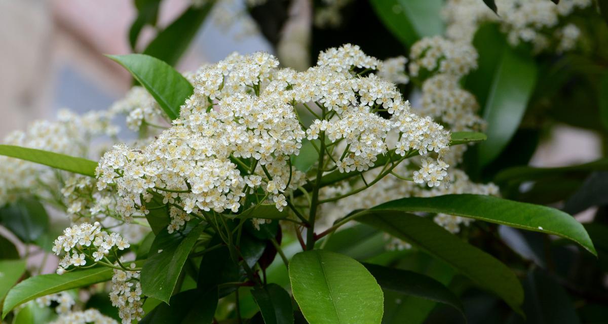 石楠花（探寻石楠花的花语与意义）