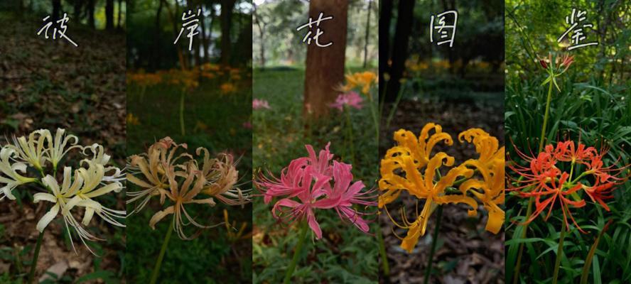 石蒜花的花语（探索石蒜花传达爱情的独特方式）