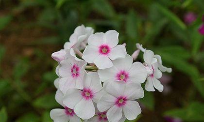 时钟花（美丽而短暂的花语）