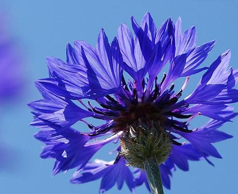 矢车菊花语与寓意解读（探寻矢车菊花语）