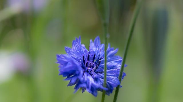 矢车菊花语之美——花海中的神秘语言（探寻矢车菊的花语）