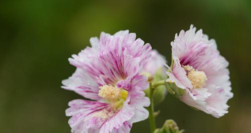 蜀葵花的花语与传说（赋予生命的爱恋——蜀葵花的花语传达着什么）