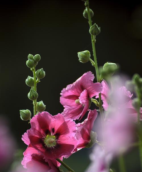 蜀葵（探秘蜀葵花语及其深层寓意）