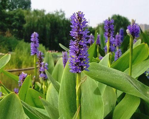 水培花卉（掌握水培技巧轻松打造花海）