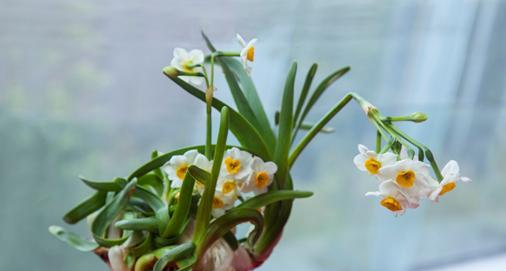 水仙花的寓意与象征（探索水仙花的美丽与哲理）