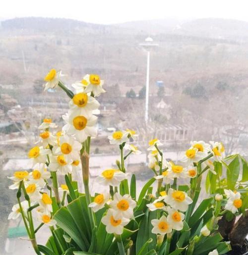 水仙花的象征意义及文化寓意（深入探索水仙花与人们生活的紧密联系）