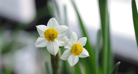 水仙花（探寻水仙花语及其意义）