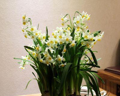 水仙花的寓意与象征——美丽与自尊（探索水仙花的花语与文化内涵）