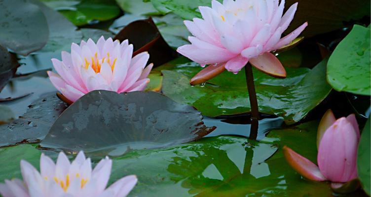 睡莲花语——水中的宁静之美（探索睡莲的花语和内涵）