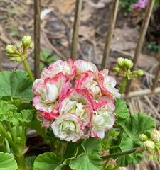 天竺葵花苞长出时间及护理方法（从种植到开花全程指南）