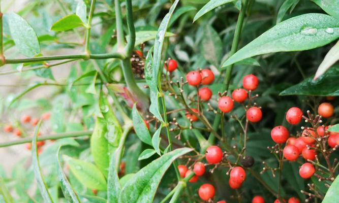 天竺是什么植物（了解天竺的历史渊源、外貌特征和生长环境）