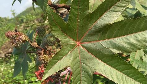 天竺子果实的毒性与防范（了解天竺子果实的危害）