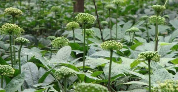 田七种植技巧-如何养殖更旺盛（掌握田七种植技巧）