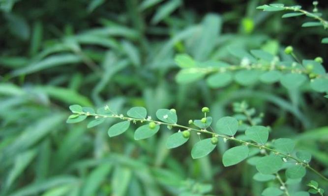 田青的全面介绍（从植物类别到药用价值）