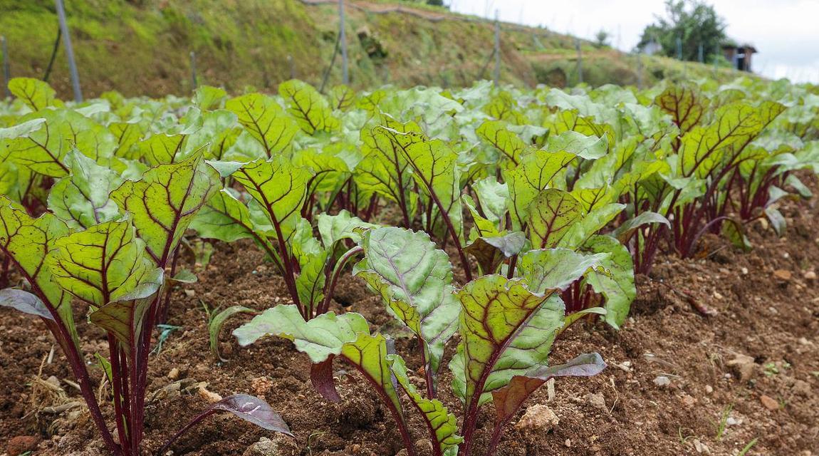 甜菜根的栽培及季节要点