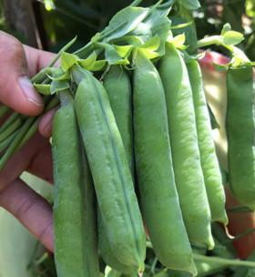 甜豆种植与生长周期详解（掌握种植技巧）