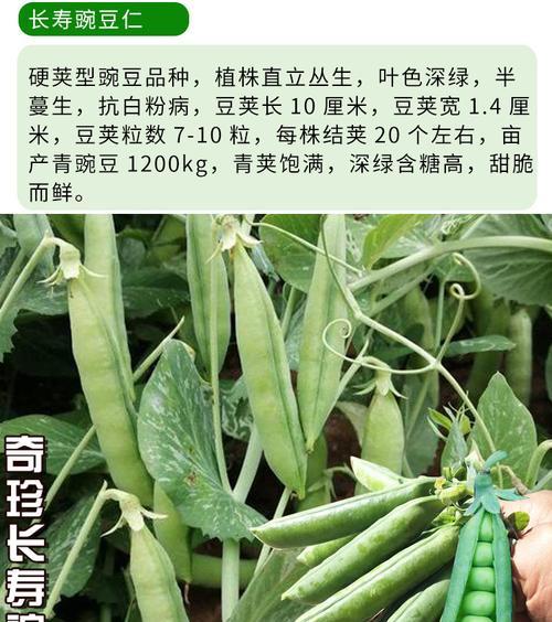 甜豆种植与生长周期详解（掌握种植技巧）