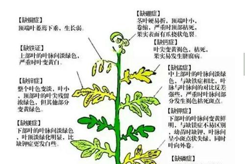 甜瓜花叶病的预防和治疗（卫生防治措施是关键）