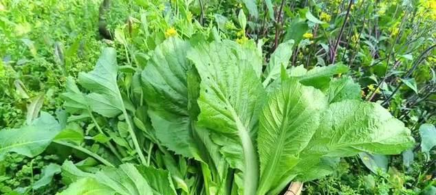 甜芥菜种植全攻略（甜芥菜种植时间和方法）