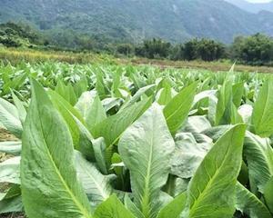 如何选择最佳的甜麦菜播种时间（掌握关键因素）