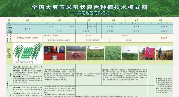 甜玉米的种植技术与管理——如何高效产出甜美可口的玉米