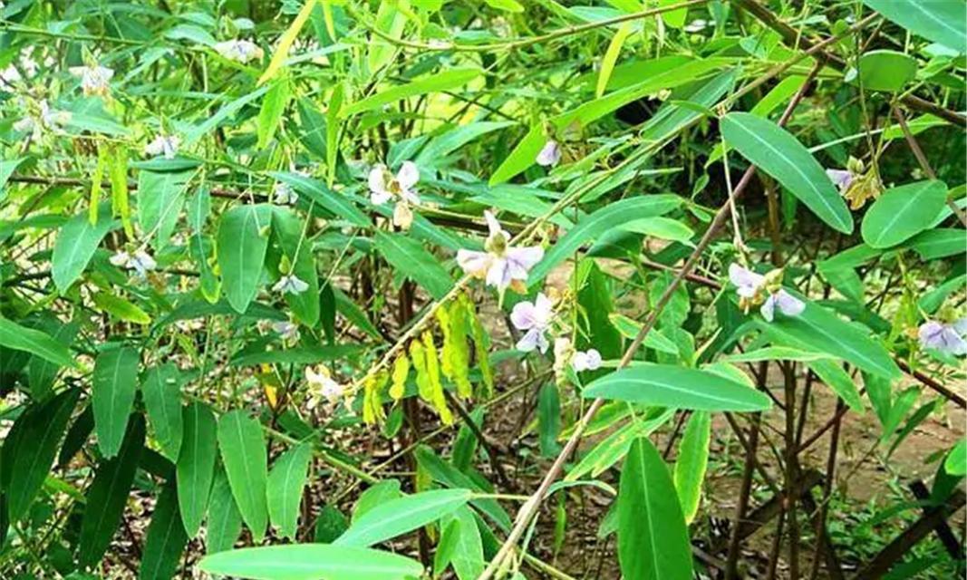 跳舞草（认识跳舞草——它的来源）