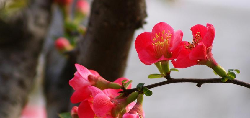 贴梗海棠开花时间及开花次数（了解贴梗海棠的花期和开花规律）