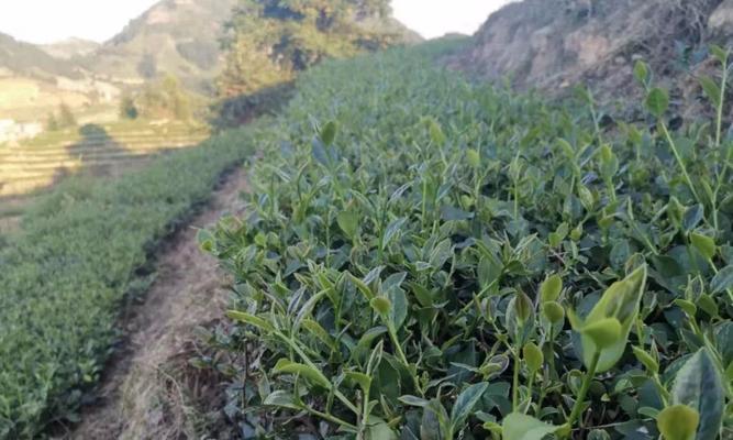 铁观音的采摘与收获季节（探访福建茶乡）