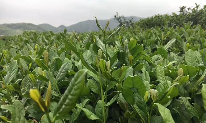 铁观音的采摘与收获季节（探访福建茶乡）