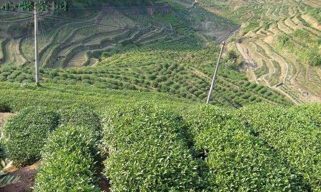 铁观音产地之谜（探寻中国名茶的历史和文化底蕴）