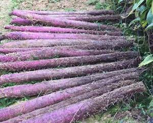 铁棍山药的种植时间和技巧（掌握这些要点）