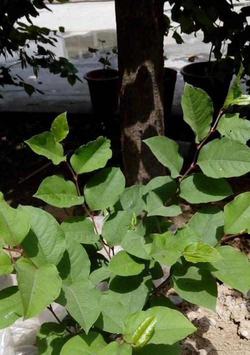 铁棍山药开花了还能吃吗（探究铁棍山药开花后的食用价值）