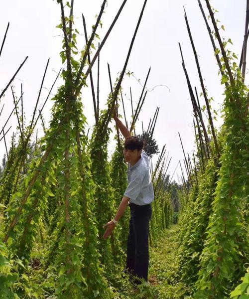 铁棍山药产地探秘（从品质、种植方式和历史渊源分析铁棍山药产地）