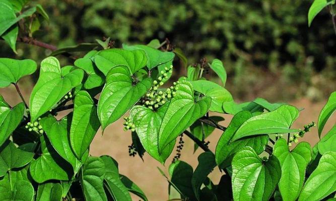 铁棍山药产地探秘（从品质、种植方式和历史渊源分析铁棍山药产地）