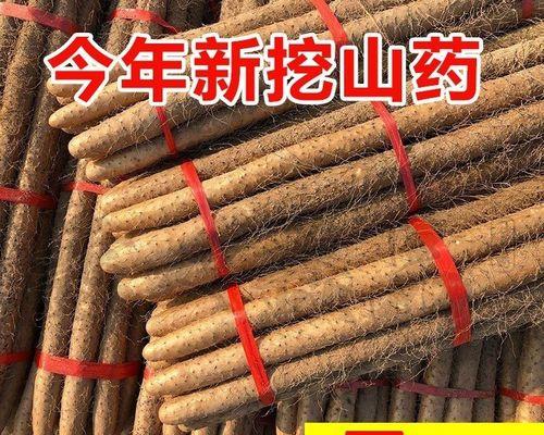 铁棍山药产地探秘（从品质、种植方式和历史渊源分析铁棍山药产地）