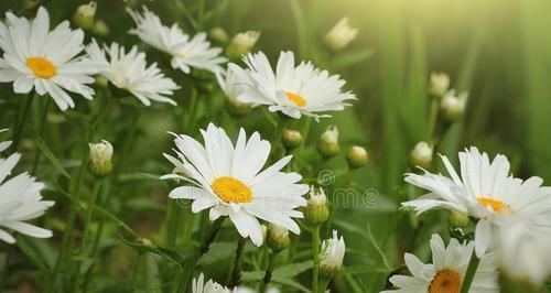 绿色雏菊的花语和寓意（揭示雏菊的花语和寓意之美）